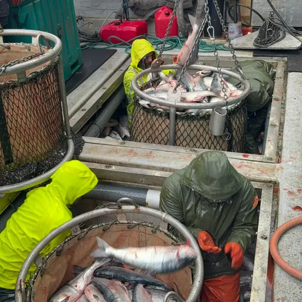 Brailer bags of sockeye, ready to swing to the dock