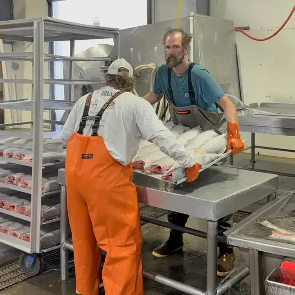 Breaking the sockeye apart before glazing