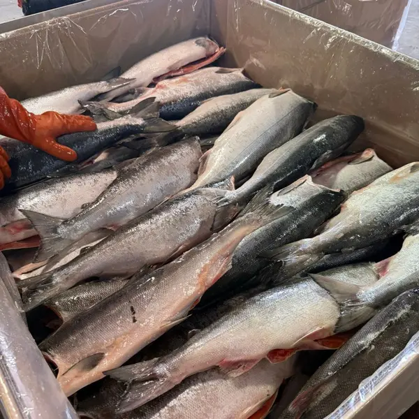 Casing up the frozen sockeye for cold storage