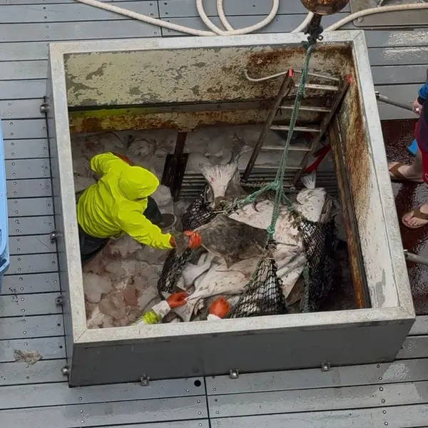 Offloading a fisherman's fresh catch of halibut