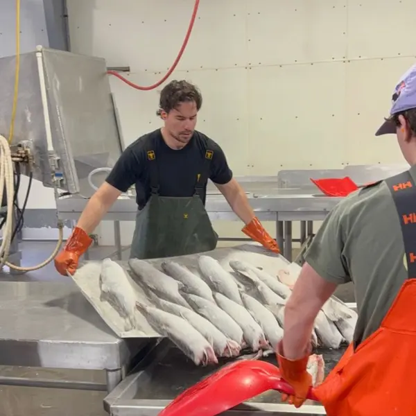 De-racking frozen sockeye for the glaze tank
