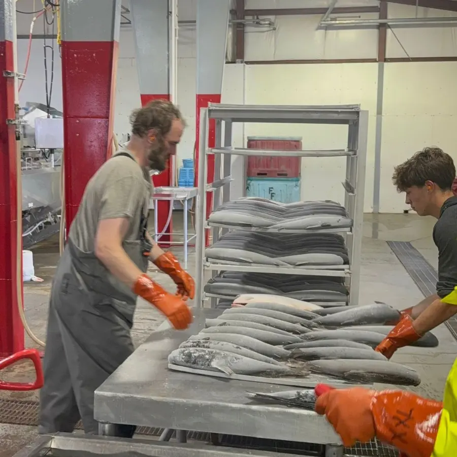 Crew de-racking frozen sockeye inside the plant