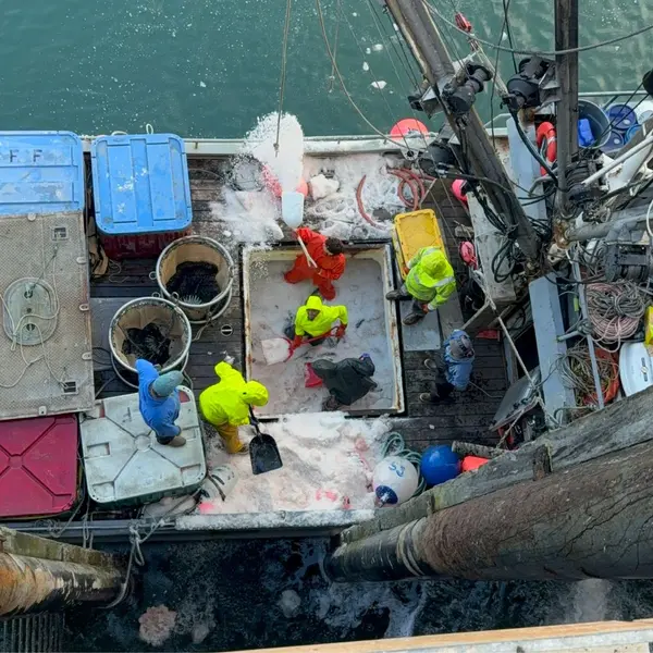 Shoveling ice out of the tender hold to get to the fish