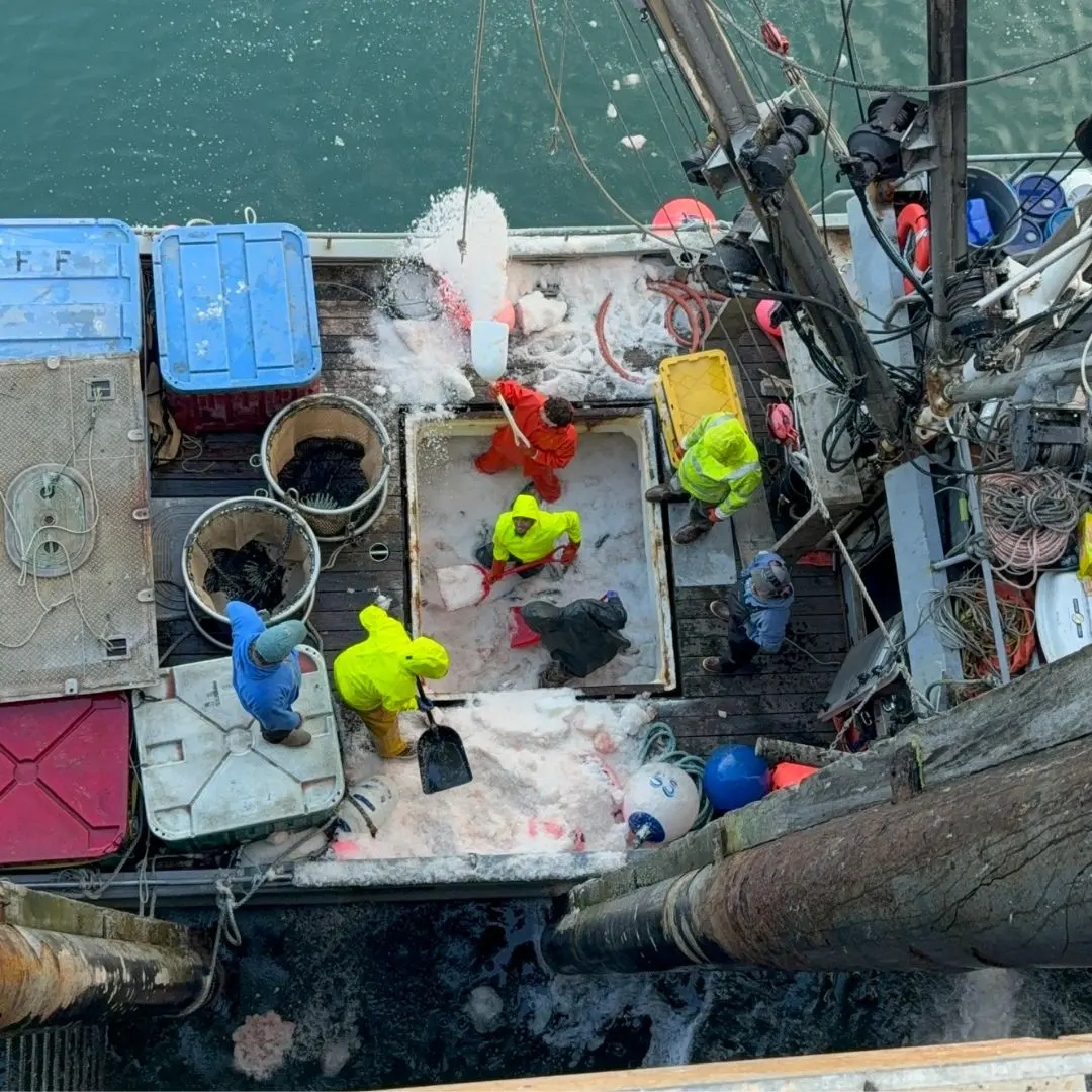 Crew shoveling ice out of a tender's hold to get to the fish underneath