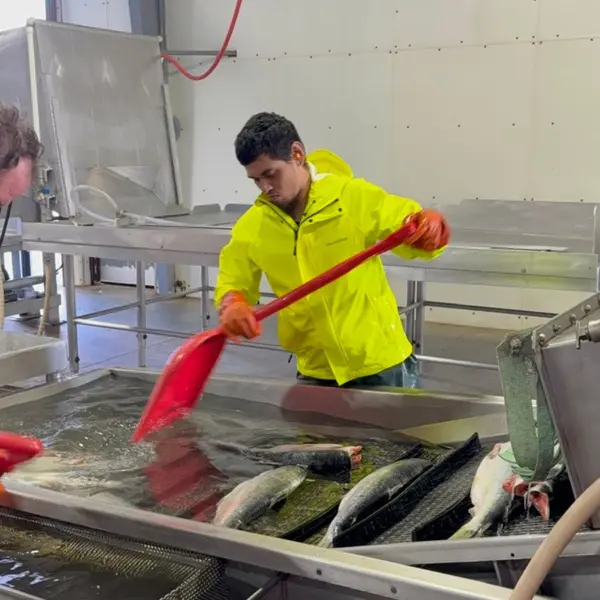 Glazing the frozen sockeye before casing up