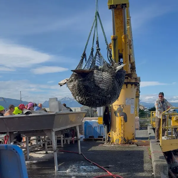 Craning a brailer bag of halibut up off the boat