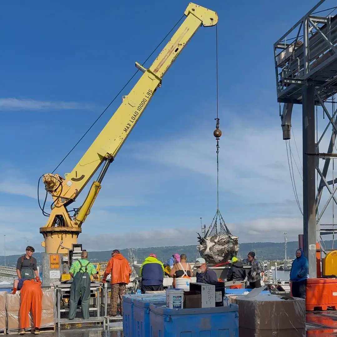 Crane lifting a brailer bag of halibut from a boat during offload on the Homer Spit