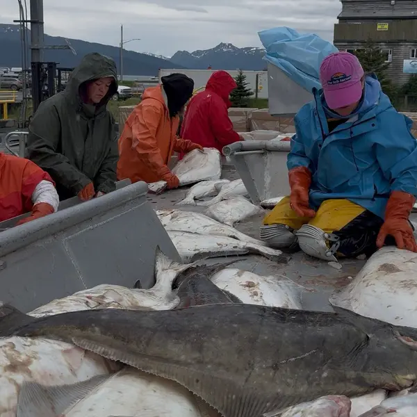 Sizing and sorting the halibut