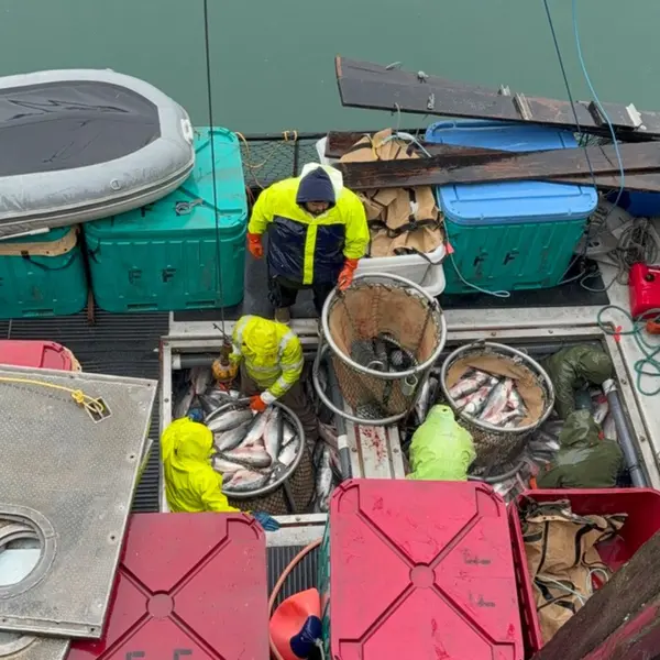 Loading sockeye into brailer bags on the tender