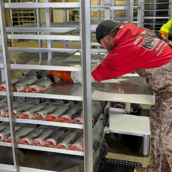 Placing fresh sockeye on the rack for the flash freezer