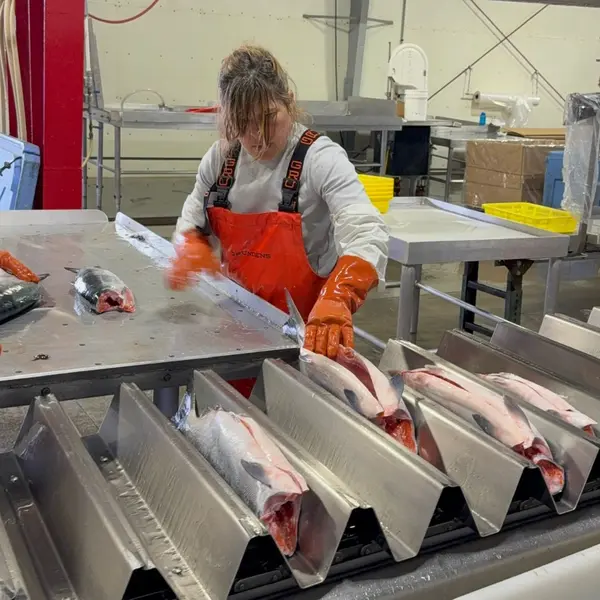 Placing sockeye on the line