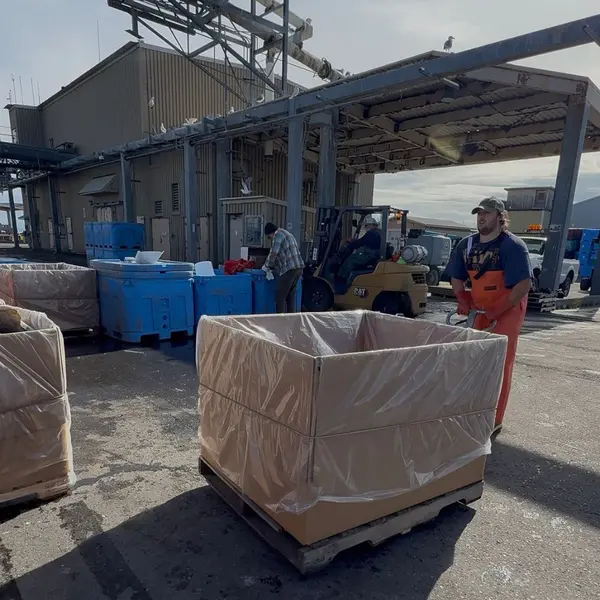 Positioning totes for the halibut offload