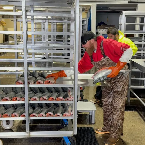 Racking fresh sockeye for the blast freezer
