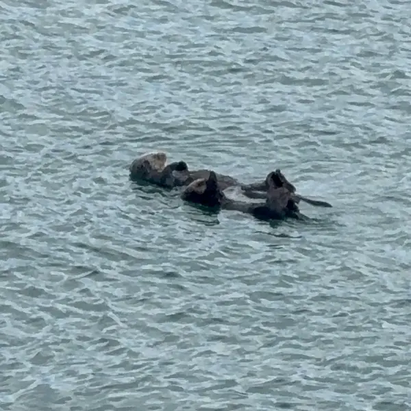 Sea otters floating in the harbor