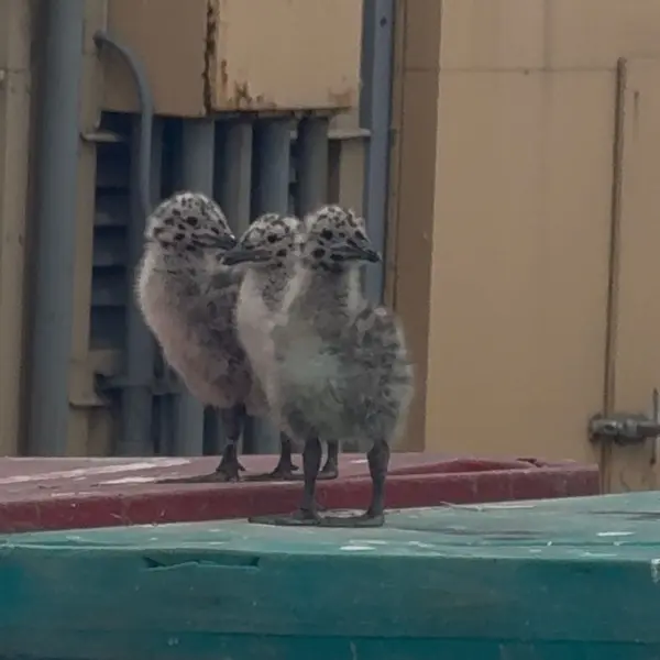 Spit locals — gull chicks waiting on lunch