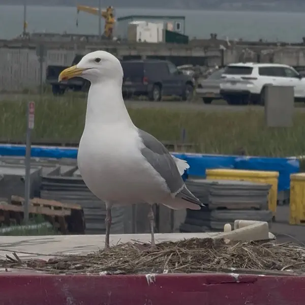 A mother gull keeps watch over her three