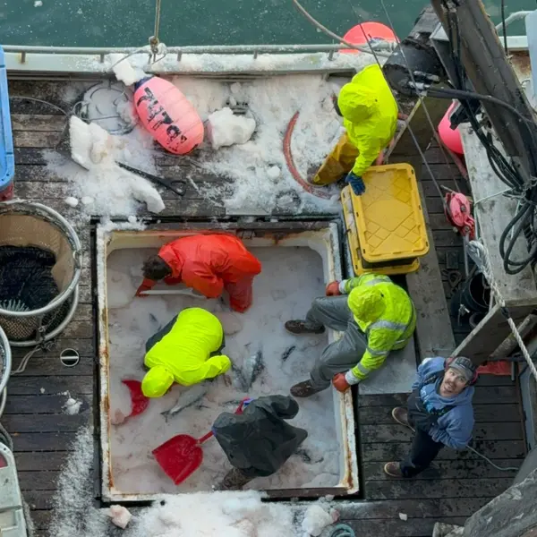 Digging through the ice for the last of the sockeye