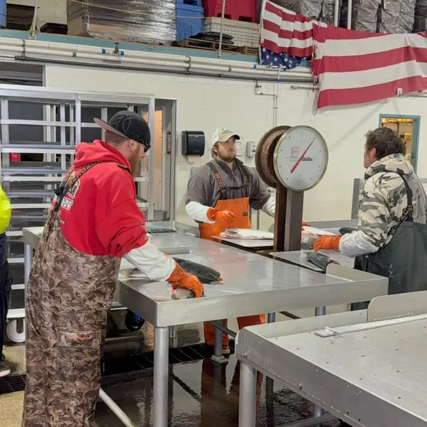 Size grading fresh seafood before the blast freeze