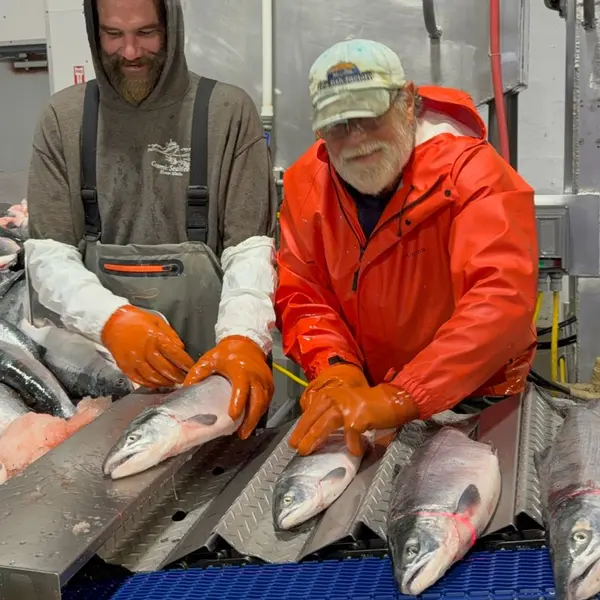 Feeding sockeye into the deheading machine
