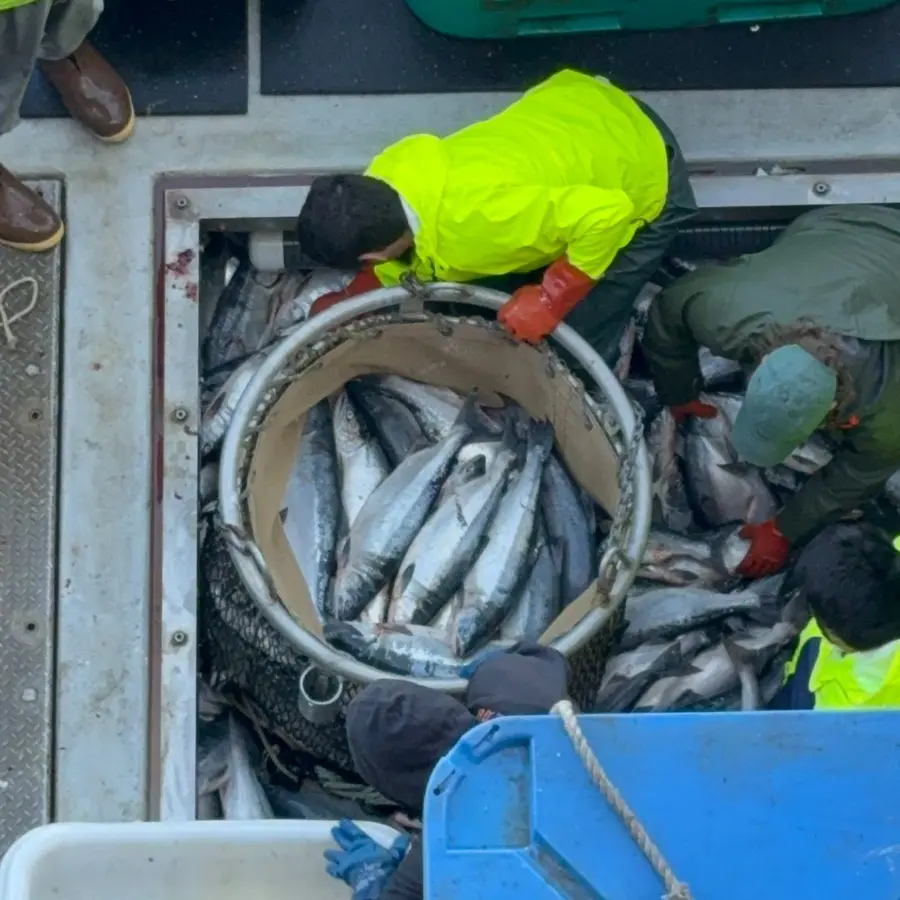 Crew hauling a brailer bag of wild Cook Inlet sockeye from a tender