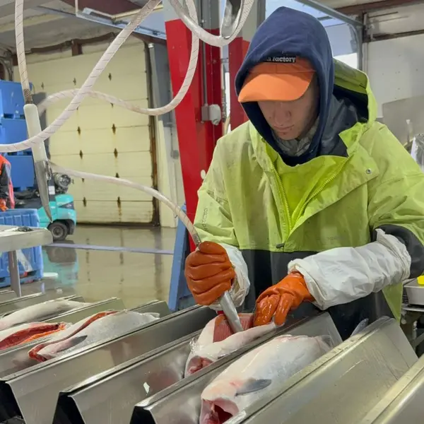Spooning the fresh sockeye on the line