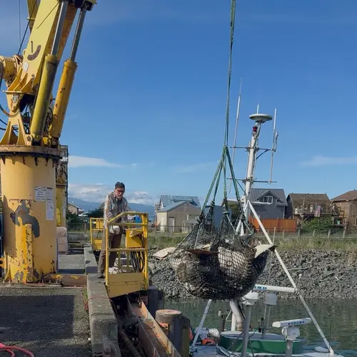 Jeff Choinski running the dock crane during a halibut offload