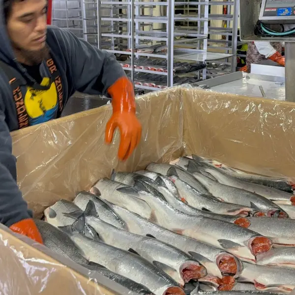 Toting fresh sockeye to the truck, bound for Vancouver