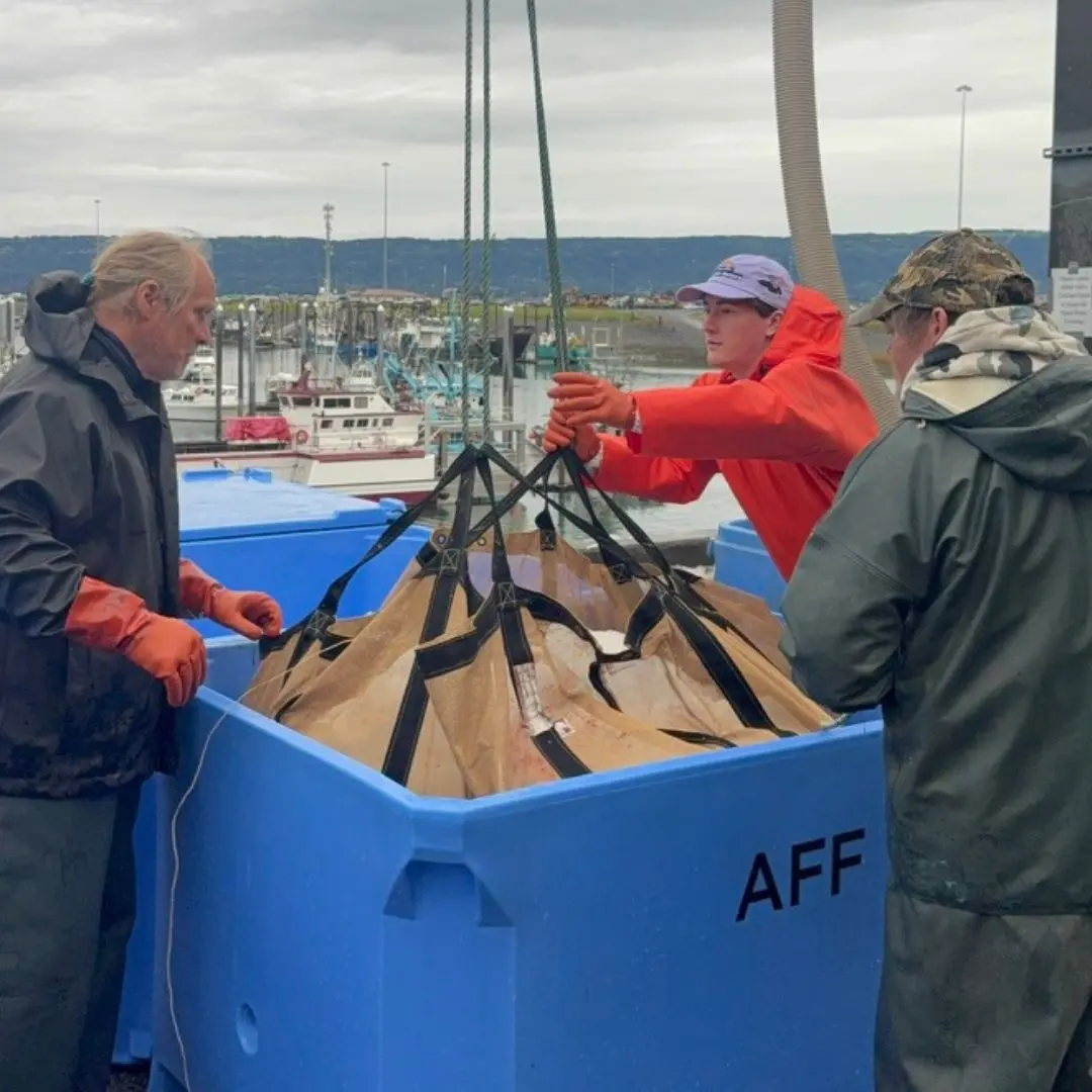 A brailer bag of sockeye comes off the dock into an AFF tote, boats and the harbor behind