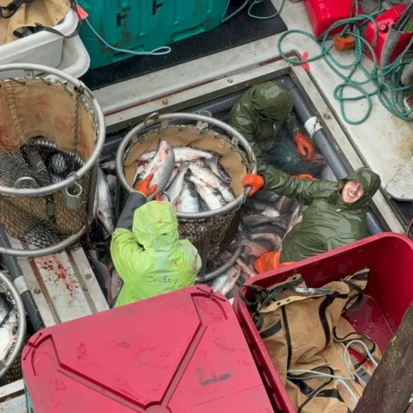 Unloading sockeye off the tender into brailer bags