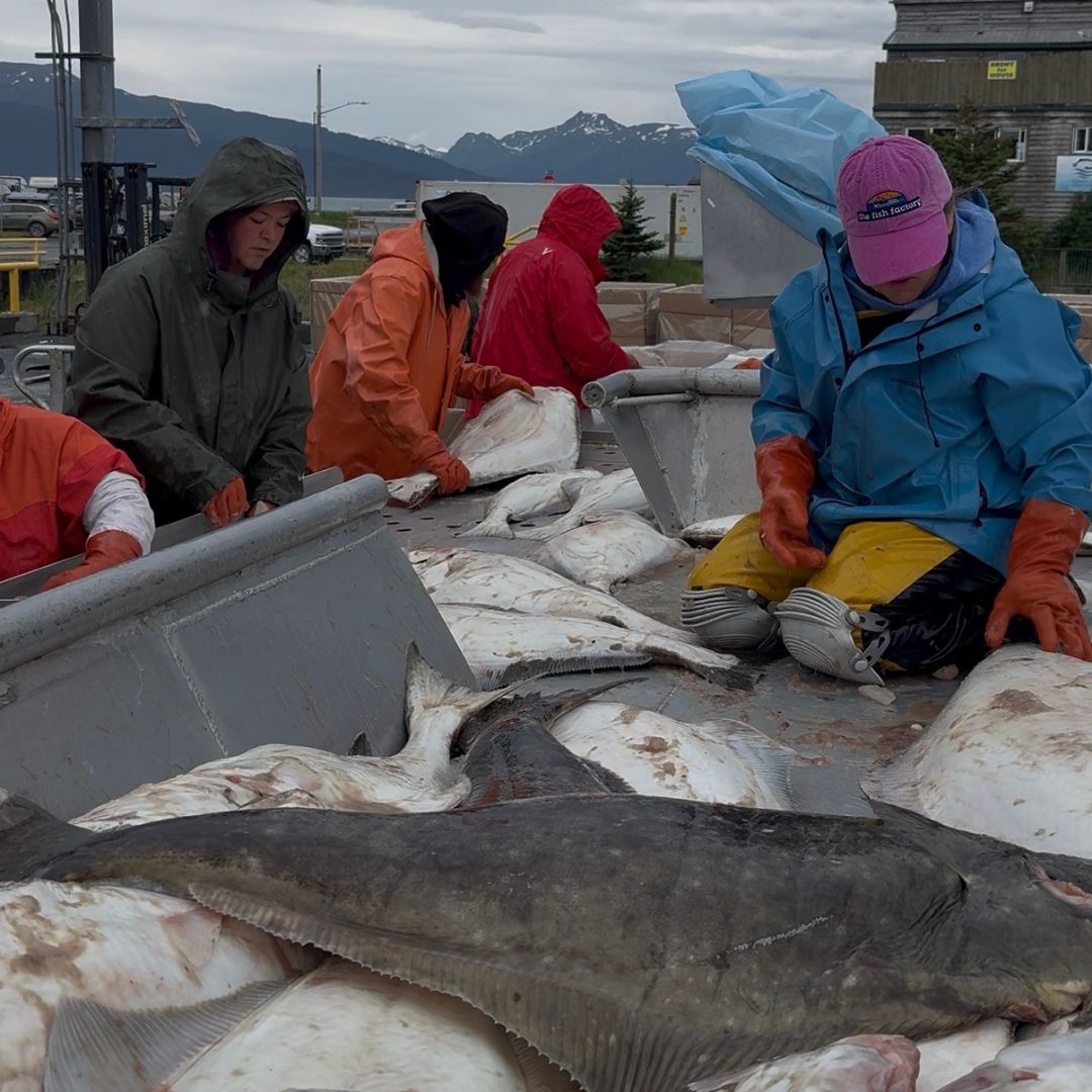 Sizing and sorting the halibut
