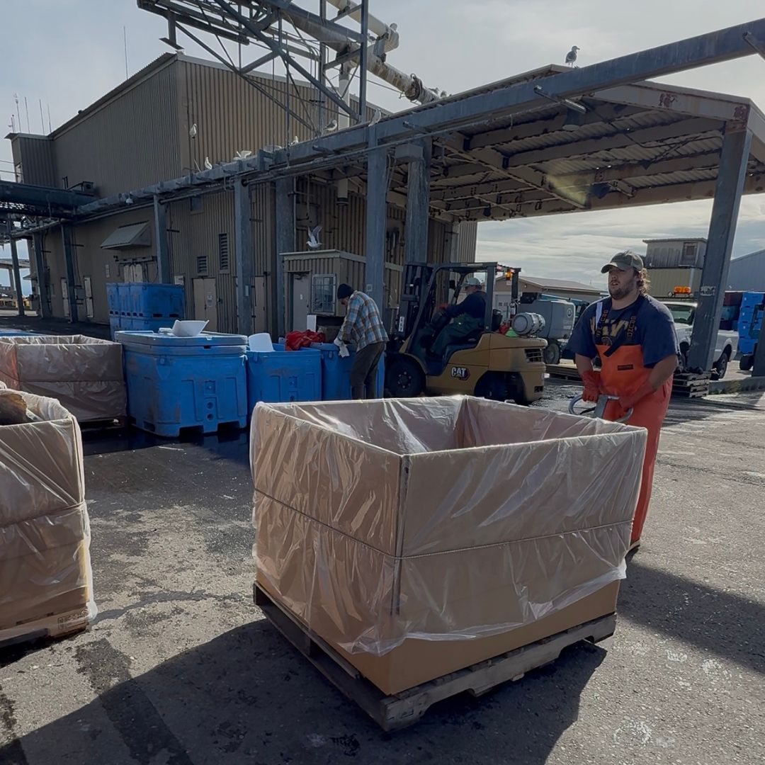 Positioning totes for the halibut offload