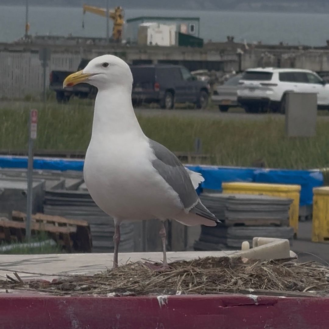 A mother gull keeps watch over her three